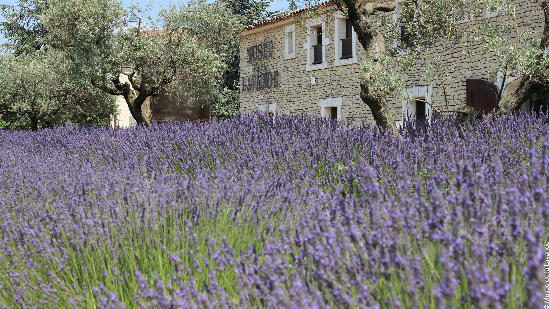 Shop lavender museum luberon