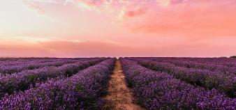 Where to find lavender fields in France ?
