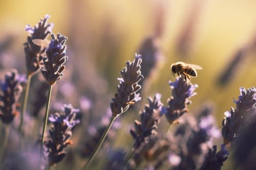 Bees Pollinating Provence Lavender