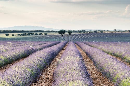 Luberon Lavender Fields