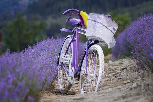 Lavendelfelder in der Provence finden
