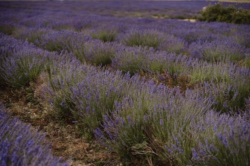 Finding Lavender Fields