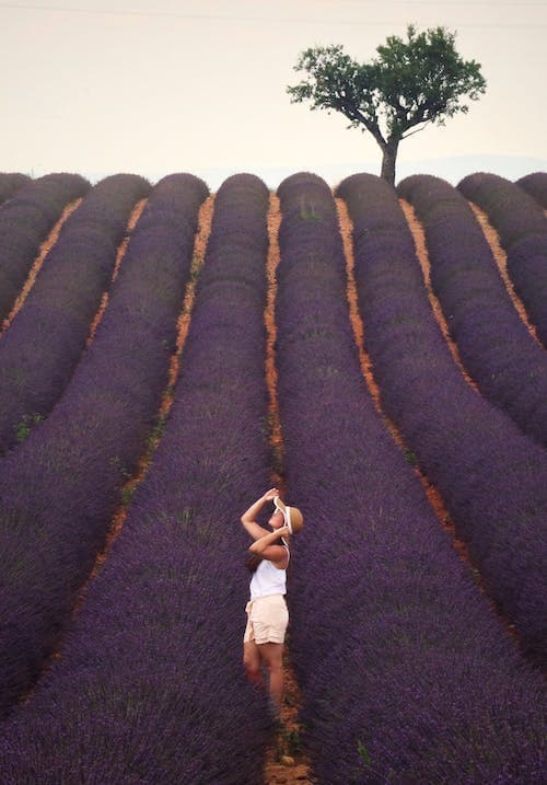 Lavendelfelder in Vaucluse Provence