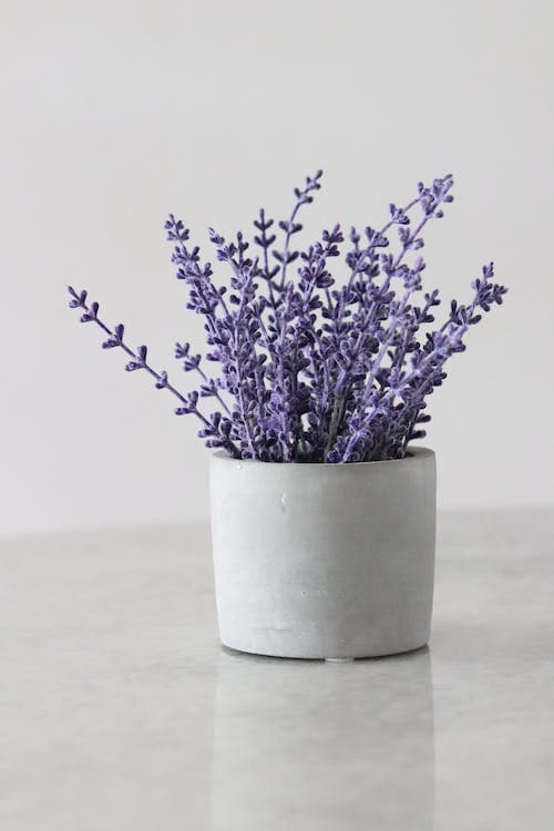 Lavender in a Pot