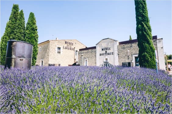 Bienen bestäuben Lavendel in der Provence